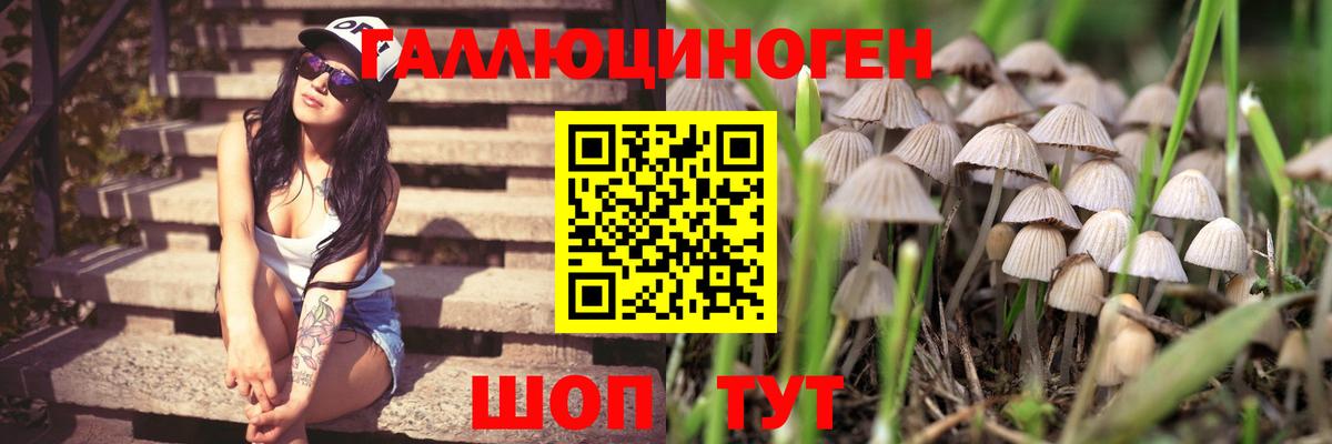 Узловая  где продают   Вход с VPN  Галлюциногенные грибы GOLDEN TEACHER 